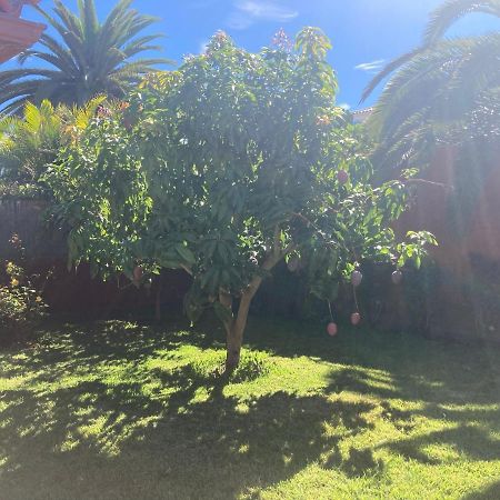 Xanadu Coliving Hotel Santa Úrsula Eksteriør billede